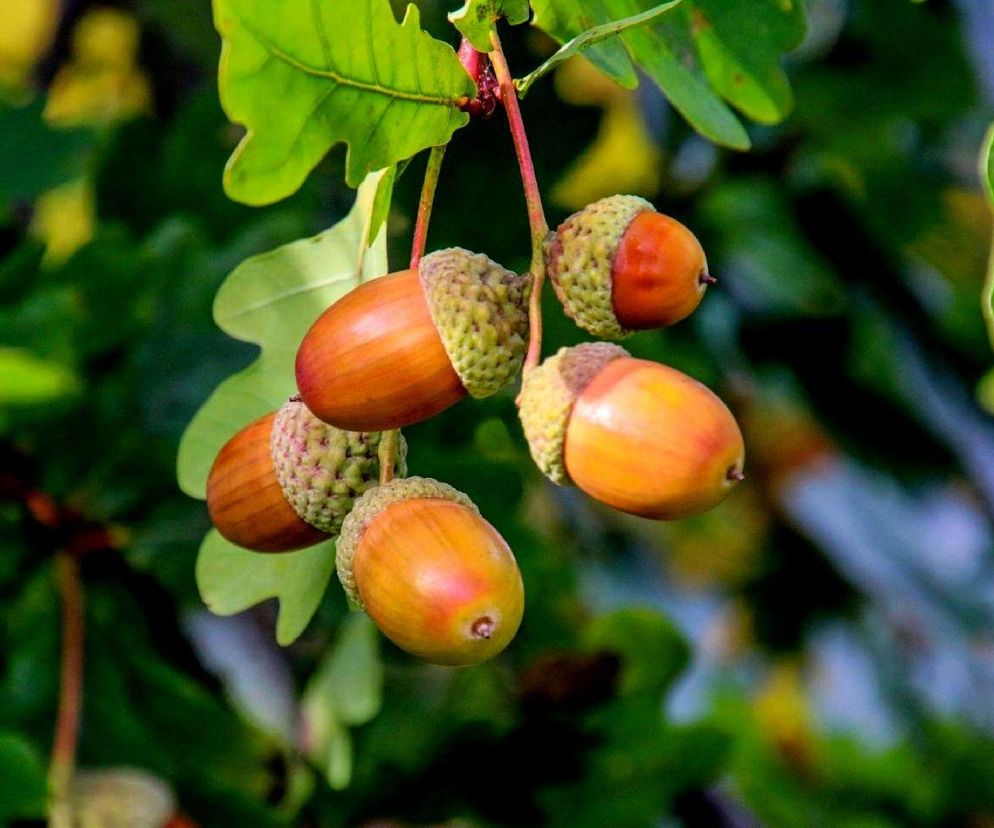 czy żołędzie są jadalne