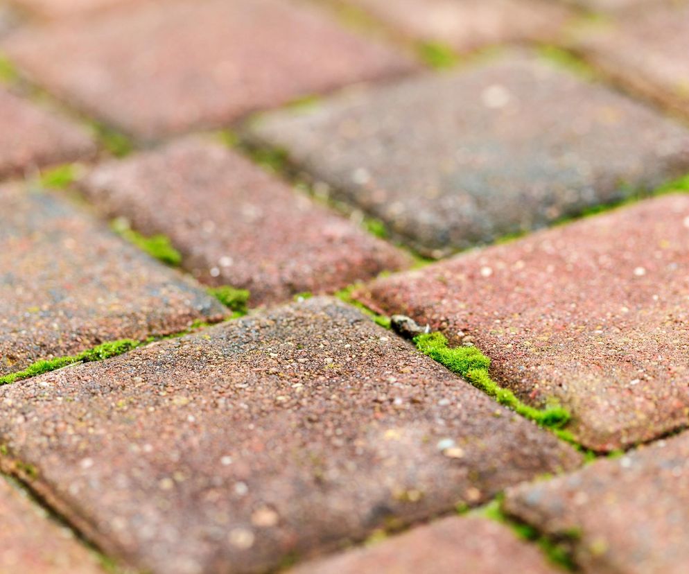 Mech na kostce brukowej