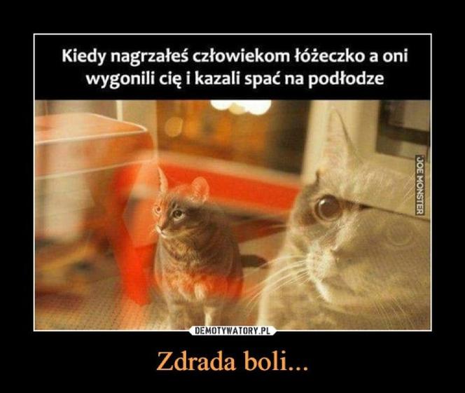 Światowy Dzień Kota 2022. Zobacz najśmieszniejsze obrazki i MEMY z kotami! 