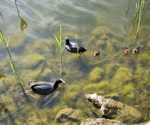 Ptasi Bufet nad bydgoskim Balatonem. Tak mieszkańcy karmią z głową!