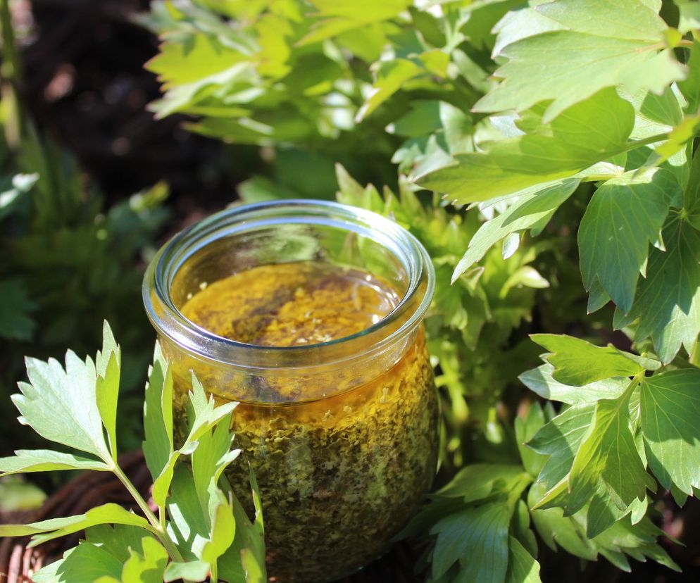 Lubczyk ogrodowy - jakie ma właściwości i jak wykorzystać go w kuchni?