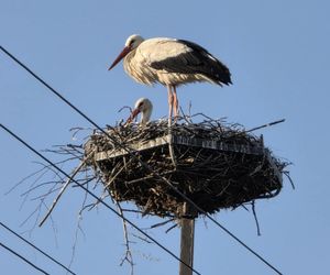 Kajtek bocian podwórkowy