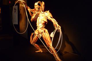 BODY WORLDS w Katowicach