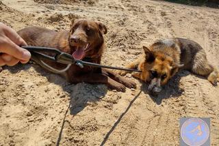 Interwencje Animal Patrolu Straży Miejskiej w Łodzi