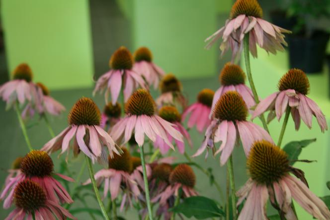 Jeżówka purpurowa  ‘Kim’s Knee High' - Echinacea purpurea ‘Kim’s Knee High’ 