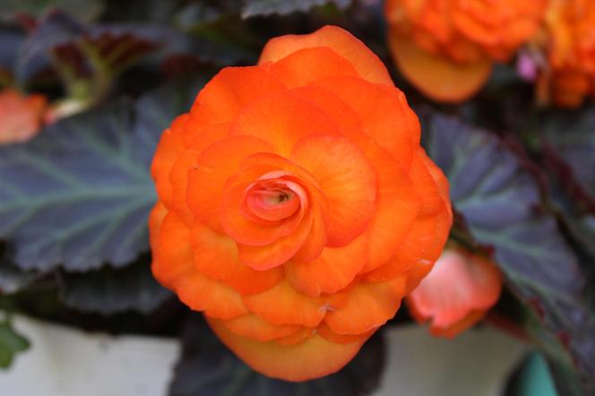 Begonia bulwiasta