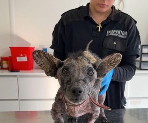 Studentka prawa nie pomogła psu