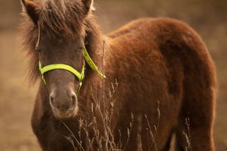 Konie po przejściach [GALERIA]