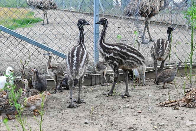 Pisklęta emu zamieszkają w poznańskim ZOO 