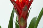 Guzmania