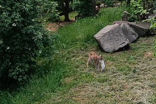 Zwierzęta w zoo we Wrocławiu