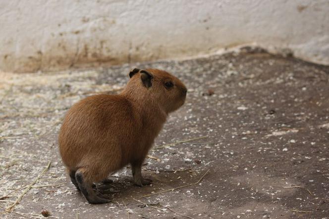Nowi lokatorzy w ZOO - na świat przyszły kapibary i owce wrzosówki