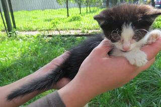 Mały, biedny, niewidomy kot do adopcji. Został tylko on! 