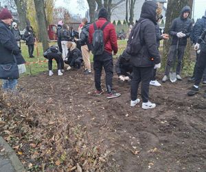 Akcja „Kwiaty Pamięci” w Sokołowie Podlaskim. Zasadzono ponad 18 tys. żonkili