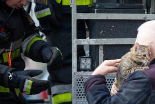 Kot fajtłapa wezwał strażaków.