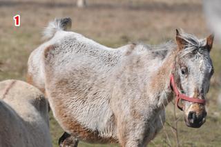 Dramatyczne warunki w stadninie koni w Sieroszowicach [ZDJĘCIA] Siedmioro zwierząt odebrano właścicielowi