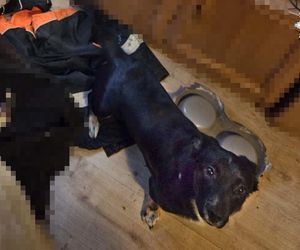 Pies przywiązany do kaloryfera, sprawca aresztowany