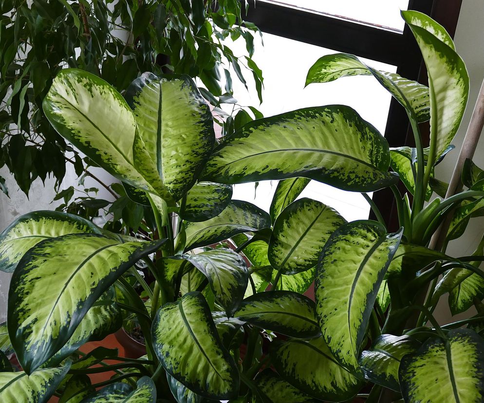 Trują i uszkadzają wzrok. Te rośliny doniczkowe są bardzo toksyczne