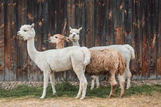 Agroturystyka w kujawsko-pomorskim to hit. Tyle zapłacicie za wiejski klimat i dostęp do natury