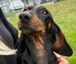 Ten jamnik całe życie nie wychodził na zewnątrz. Żył w jednym pokoju z 85 yorkami w pseudohodowli w Bydgoszczy