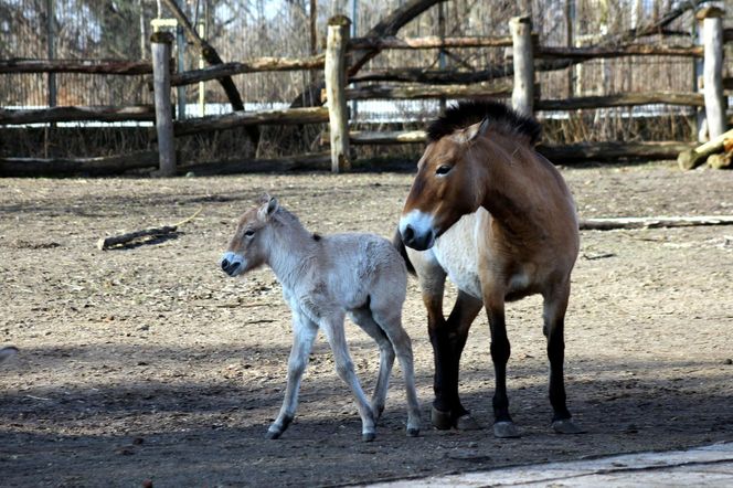  Warszawskie zoo ma nowego mieszkańca. To trzecie dziecko Primy i Larsa