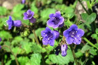 Facelia dzwonkowata - Phacelia campanularia