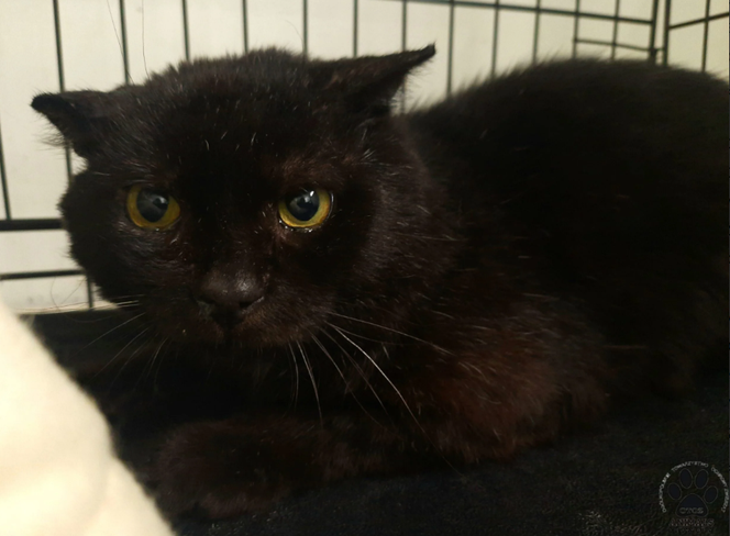 Kot do adopcji w zielonogórskim schronisku