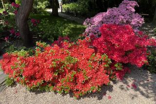 Ogród Japoński we Wrocławiu