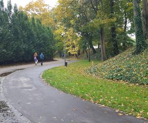 Są pieniądze na pielęgnację drzew w miejscu dawnych fortyfikacji i promenad w Lesznie