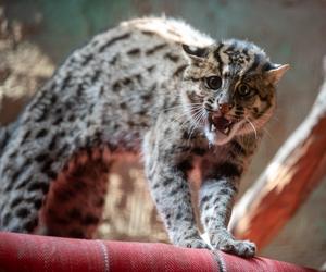 W Orientarium ZOO Łódź zamieszkały taraje