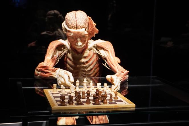 Wystawa z ludzkiego ciała. Body Worlds powróciła do Gdańska po 5 latach 