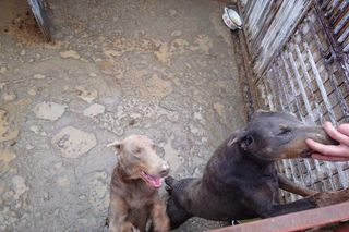 Kilkadziesiąt psów żyło w skandalicznych warunkach. Były przetrzymywane we własnych fekaliach