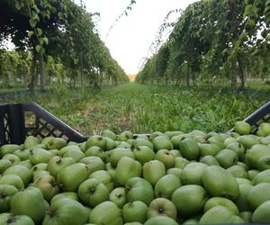 Wyjątkowe owoce rosną pod Bydgoszczą. Wiadomo już, że mini kiwi mają 20 składników odżywczych, a naukowcy nie skończyli liczyć