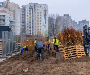 Pierwsze drzewa w parku nad obwodnicą na Ursynowie