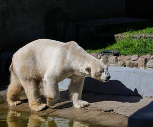 Niedźwiedzie polarne z Warszawskiego ZOO