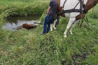 Koń wpadł do rzeki w Zamościu. Wystawała tylko głowa