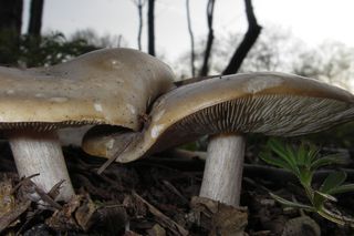 Jakie grzyby zbierać wiosną?