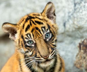 Cztery tygrysy sumatrzańskie z wrocławskiego zoo otrzymały imiona