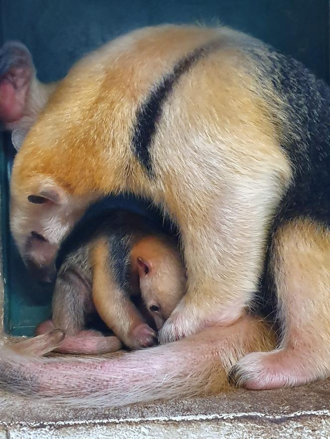 Edi i Suri zostali rodzicami. Wspaniałe wieści z poznańskiego ZOO