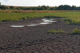 Wyschnięte jezioro w Skrzatuszu pod Piłą po miesiącu