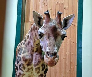 Żyrafa Ivie zamieszkała w Gdańsku! Nowa atrakcja w ZOO