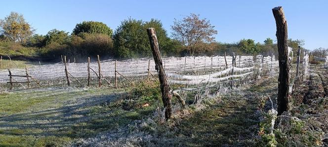 Winnica Siedem Wzgórz w Gorzowie Wielkopolskim