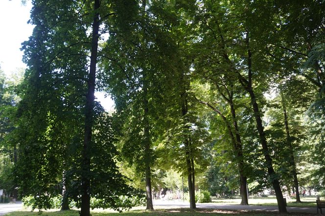 Park Miejski w Sandomierzu