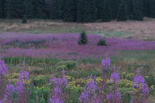 Wierzbówka kiprzyca
