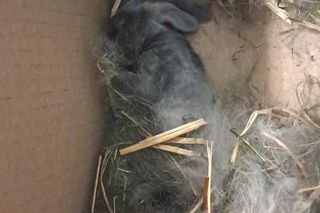 Malutkie króliczki porzucone przy cmentarzu na pewną śmierć. To, co się stało później, wzrusza do łez