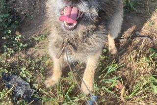 Wierzchowo: Przerażający widok, którego nie da się zapomnieć. Ludzie zgotowali psu koszmarny los