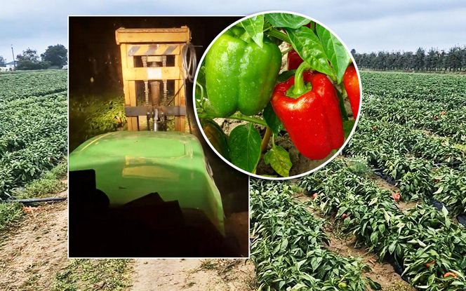 Rolnik rozdają paprykę za darmo! Ceny na skupie to dramat