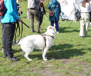 Dogtrekking w Poznaniu