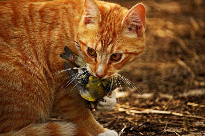 Kot wpisany na listę gatunków inwazyjnych w Polsce. Co to oznacza dla właścicieli?