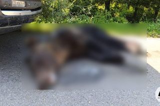 Śledztwo ws. postrzelenia niedźwiedzia. Martwe zwierzę znaleziono w Lipowcu 